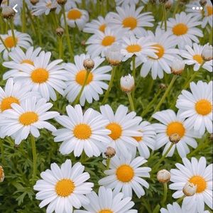 Meet your Posher, Alola